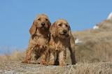BASSET FAUVE DE BRETAGNE 038